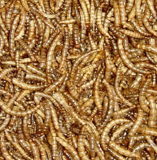 Boddington's Premium Dried Mealworms