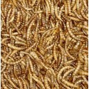 Boddingtons Premium Dried Mealworms