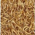 Boddingtons Premium Dried Mealworms