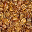 Boddingtons Silkworm Pupae