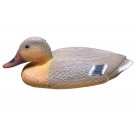Bermuda Female Duck * Limited Stock